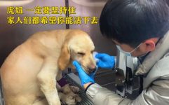 狗瘟抽搐,症状、治疗与预防全解析