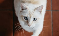 猫名字,从传统到潮流的宠物命名艺术