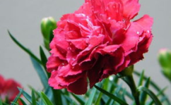 康乃馨的养殖方法,土壤、光照、水分与肥料管理技巧详解