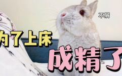 吃瓜娱乐八卦兔,揭秘娱乐圈幕后故事，带你领略明星生活