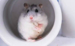 娱乐吃瓜酱仓鼠过生日,萌宠小吃货仓鼠的欢乐生日派对