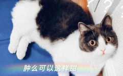娱乐圈cp小说吃瓜,吃瓜群众眼中的甜蜜与硝烟