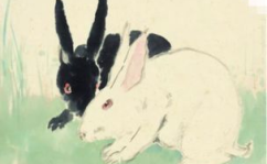 粗野汉子是什么生肖,探寻生肖背后的豪迈与粗犷