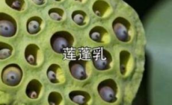 莲蓬乳是什么,罕见疾病背后的真相与预防措施