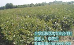 江苏苗木网,绿色生态,苗木产业的桥梁与纽带