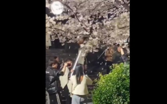网红狂摇百年樱花树,引发公众热议与反思