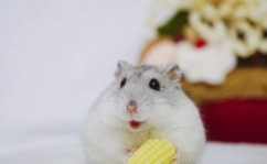 娱乐吃瓜酱仓鼠过生日,萌宠小吃货仓鼠的欢乐生日派对