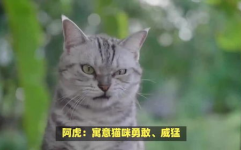 猫名字,从传统到潮流的宠物命名艺术