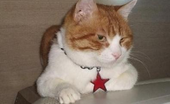 猫名字,从传统到潮流的宠物命名艺术