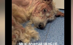 狗瘟抽搐,症状、治疗与预防全解析