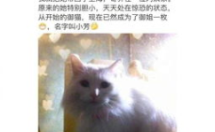 娱乐吃瓜君虐猫,道德底线何在?