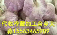 金乡大蒜价格,价格波动与交易氛围分析”