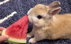 娱乐吃瓜小兔子视频下载,趣味兔子视频下载体验