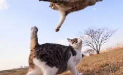 娱乐吃瓜猫捉鸟,揭秘娱乐圈幕后风云