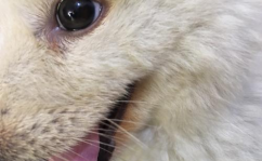 狗瘟抽搐,症状、治疗与预防全解析