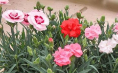 康乃馨的养殖方法,土壤、光照、水分与肥料管理技巧详解