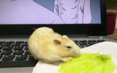 娱乐吃瓜酱仓鼠过生日,萌宠小吃货仓鼠的欢乐生日派对